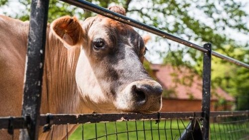 Brown cow looking through a fence with farm buildings in the background