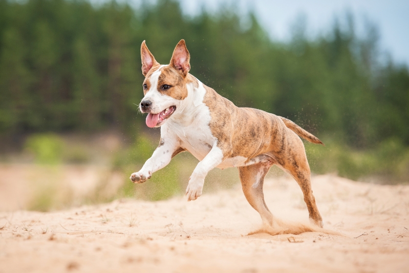 A dog running in  a field