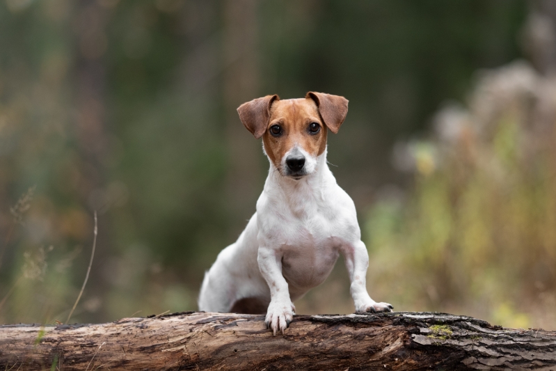 A dog sitting on logs 