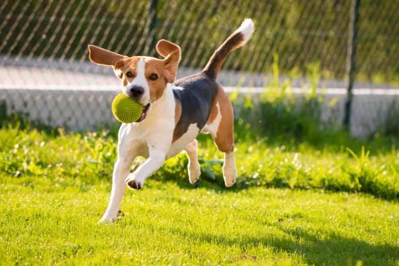 A dog catching a ball in  a field